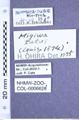 Etiketten zu Fleutiauxellus tutus (Lewis, 1894) (NHMW-ZOO-COL-0006628)